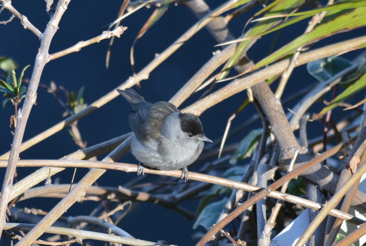Eurasian Blackcap