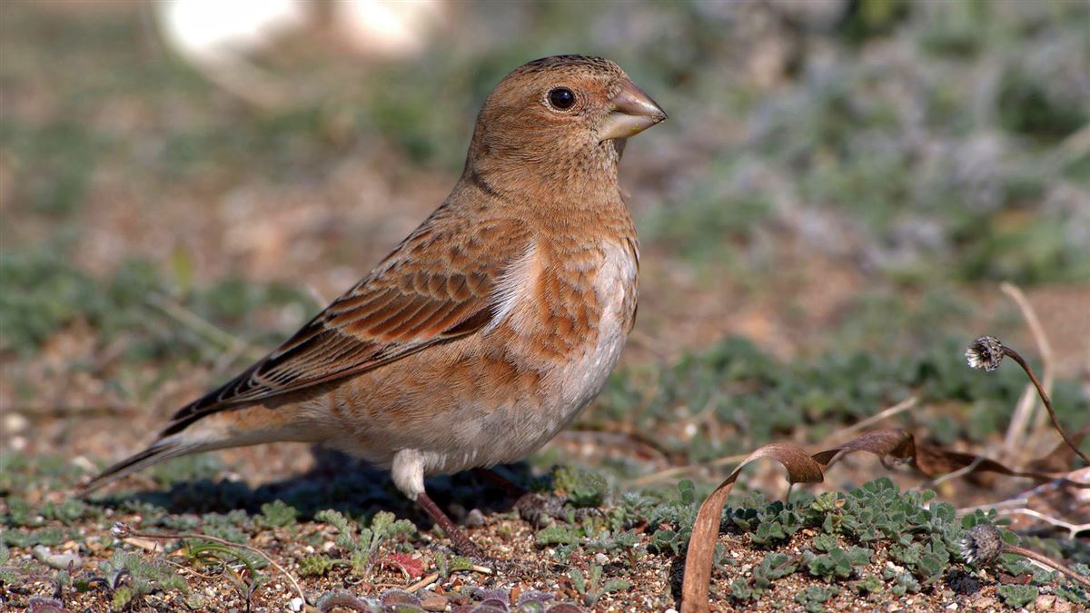 Crimson-winged Finch