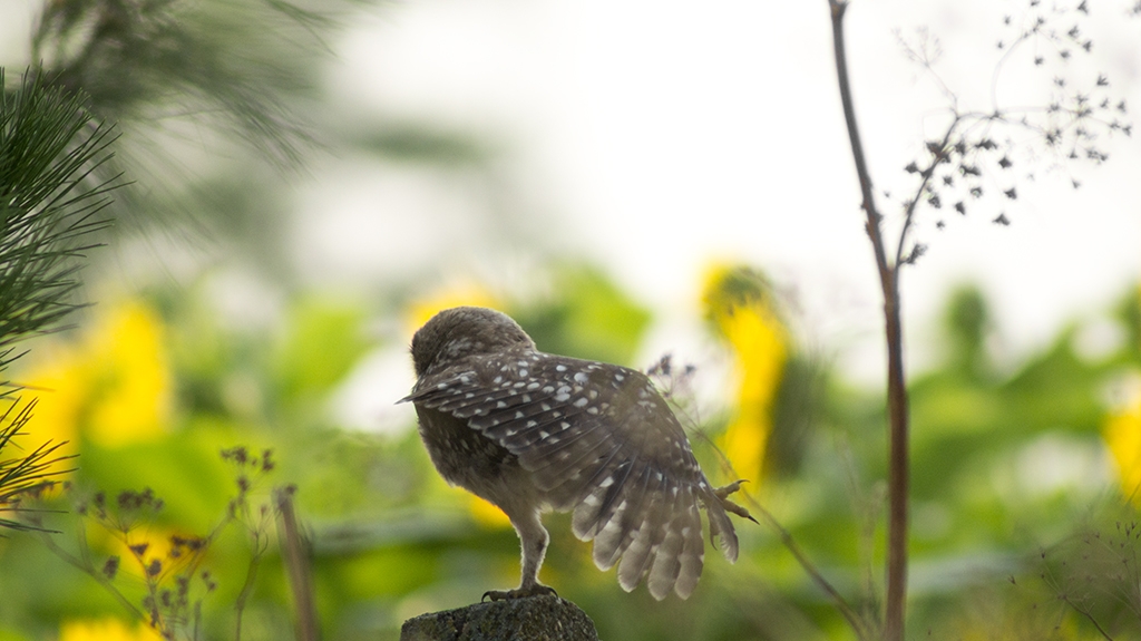 Little Owl