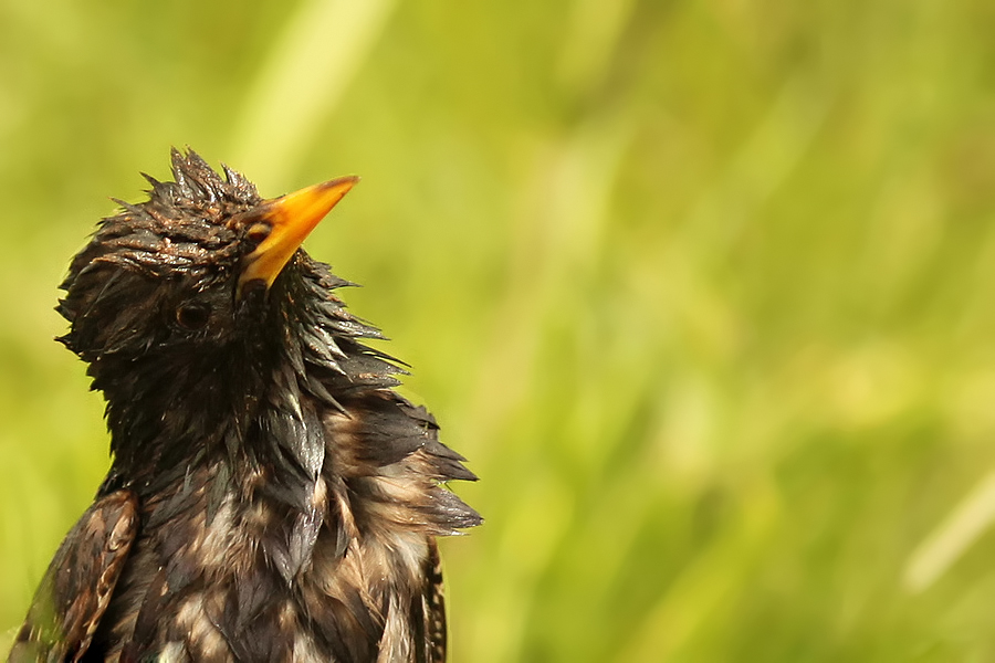 Common Starling