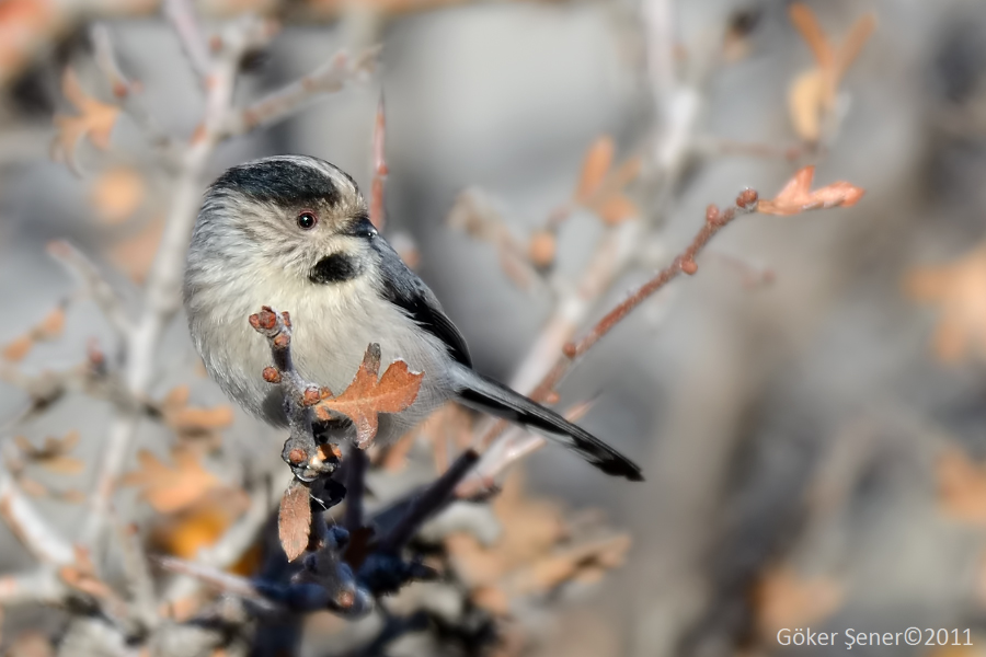 Long-tailed Tit