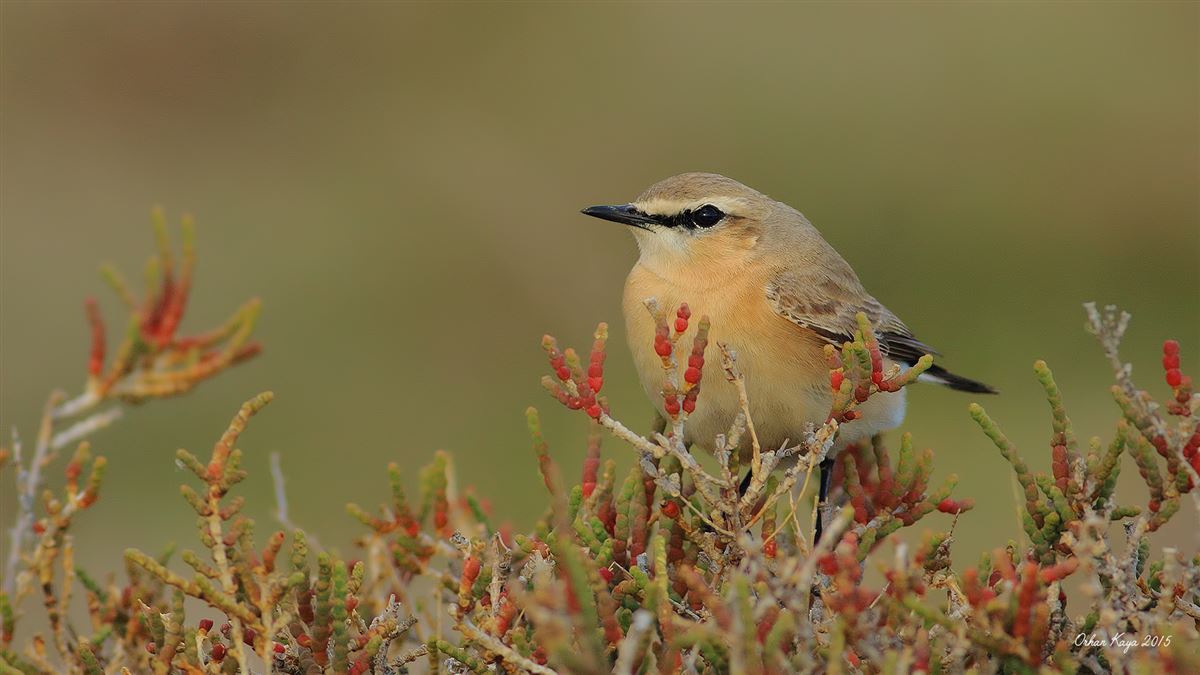 Isabelline Wheatear