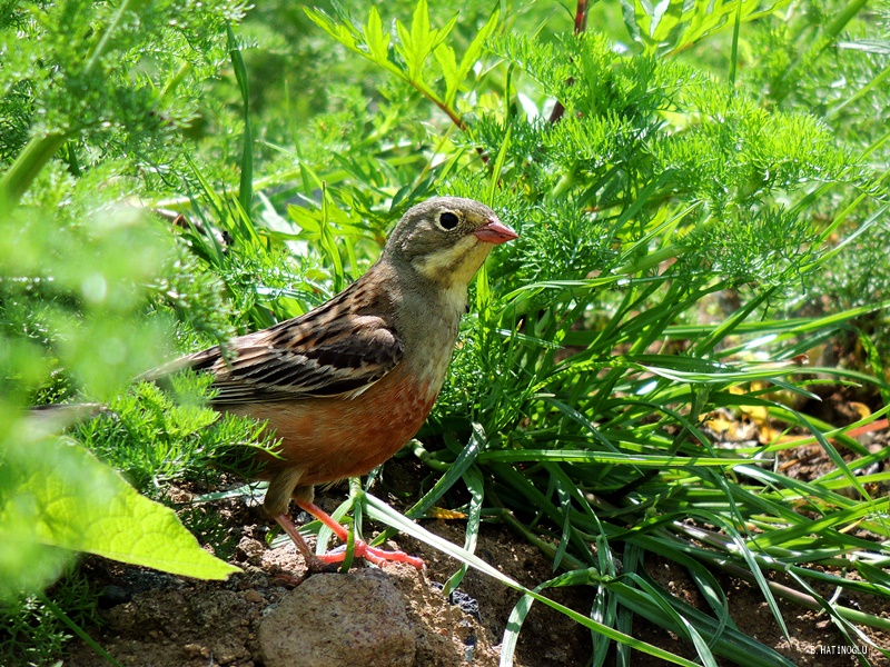 Ortolan Bunting