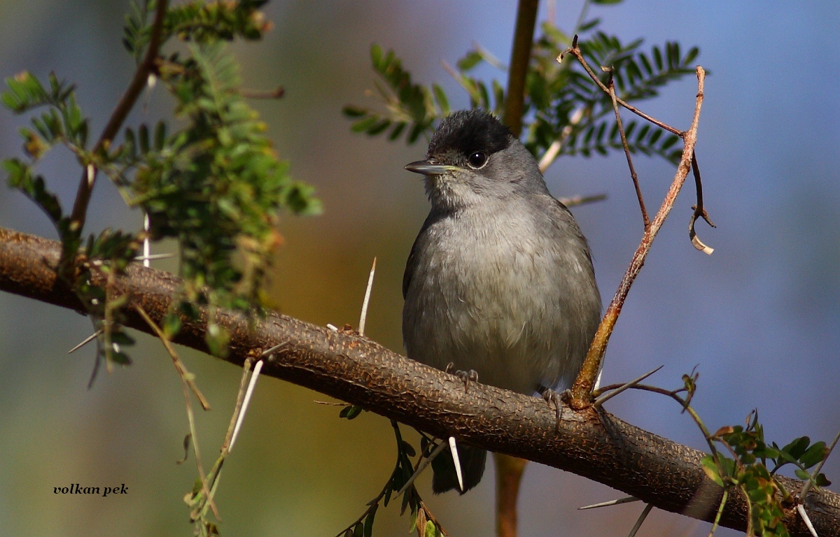 Eurasian Blackcap