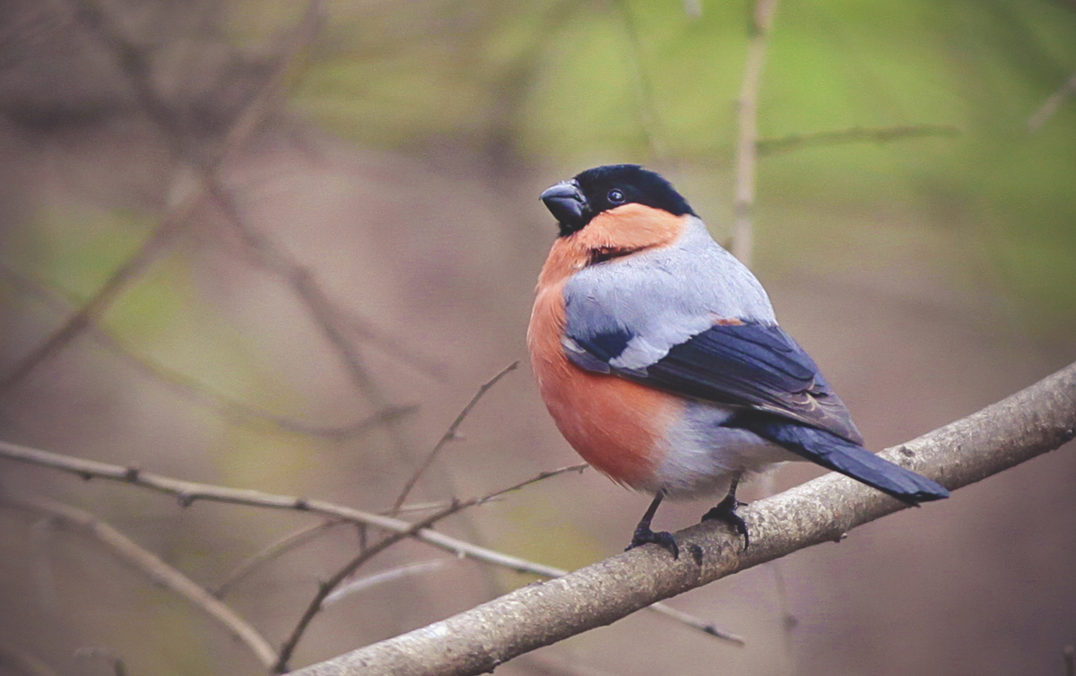 Eurasian Bullfinch