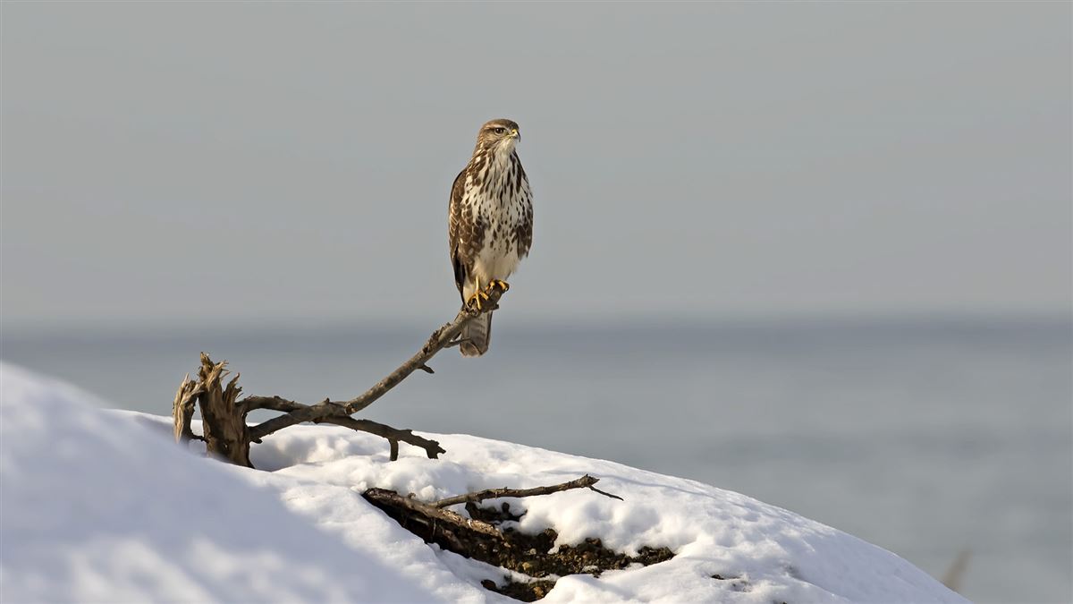 Common Buzzard