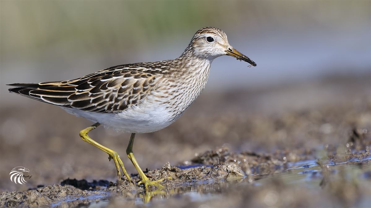 Pectoral Sandpiper