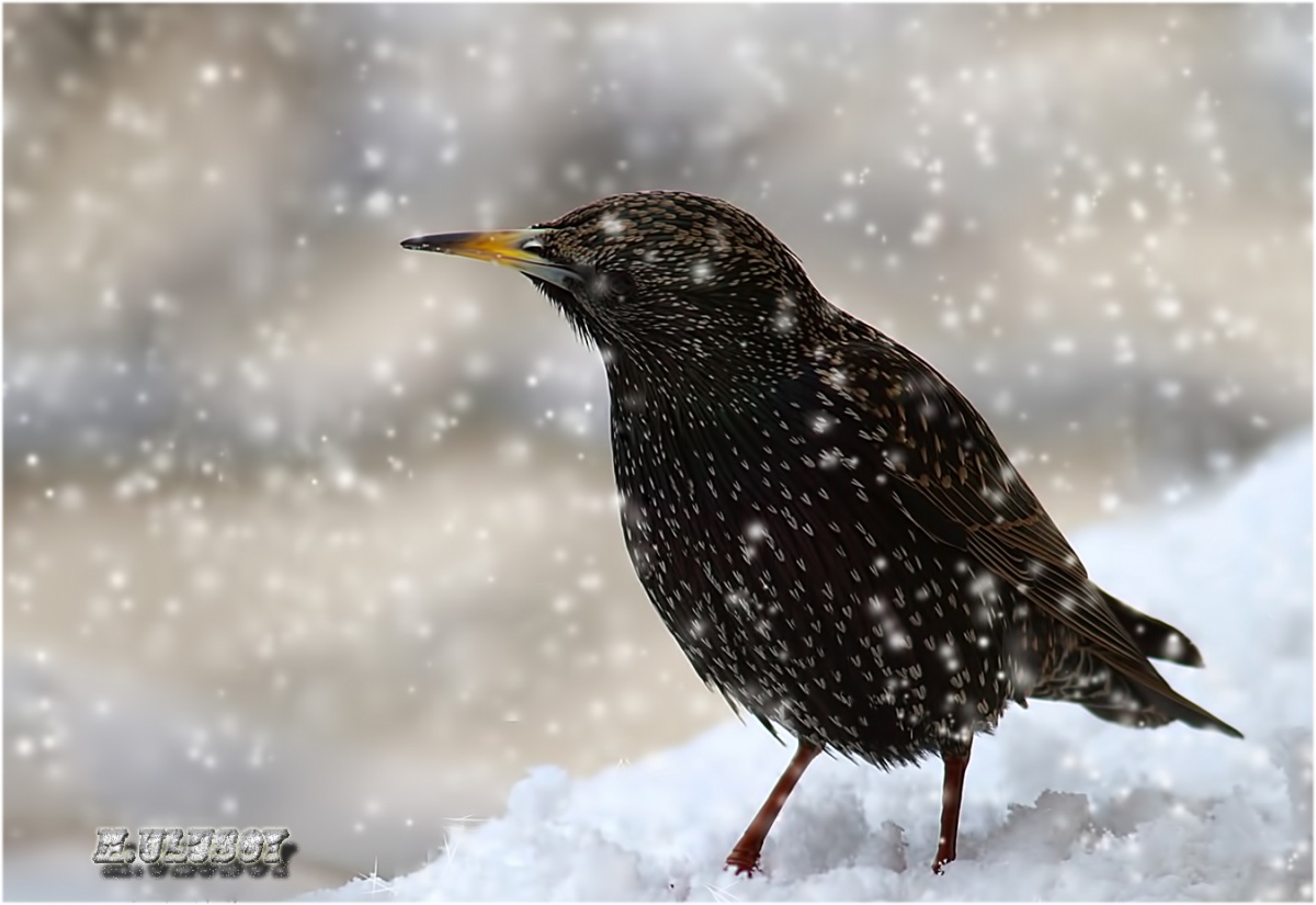 Common Starling