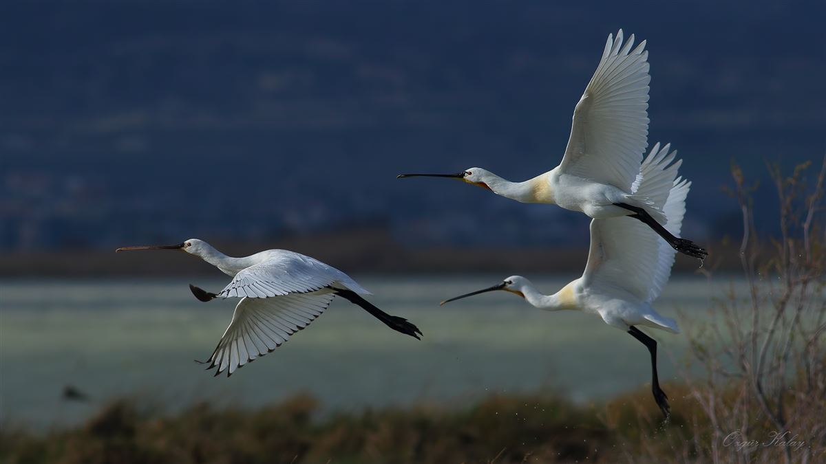 Eurasian Spoonbill
