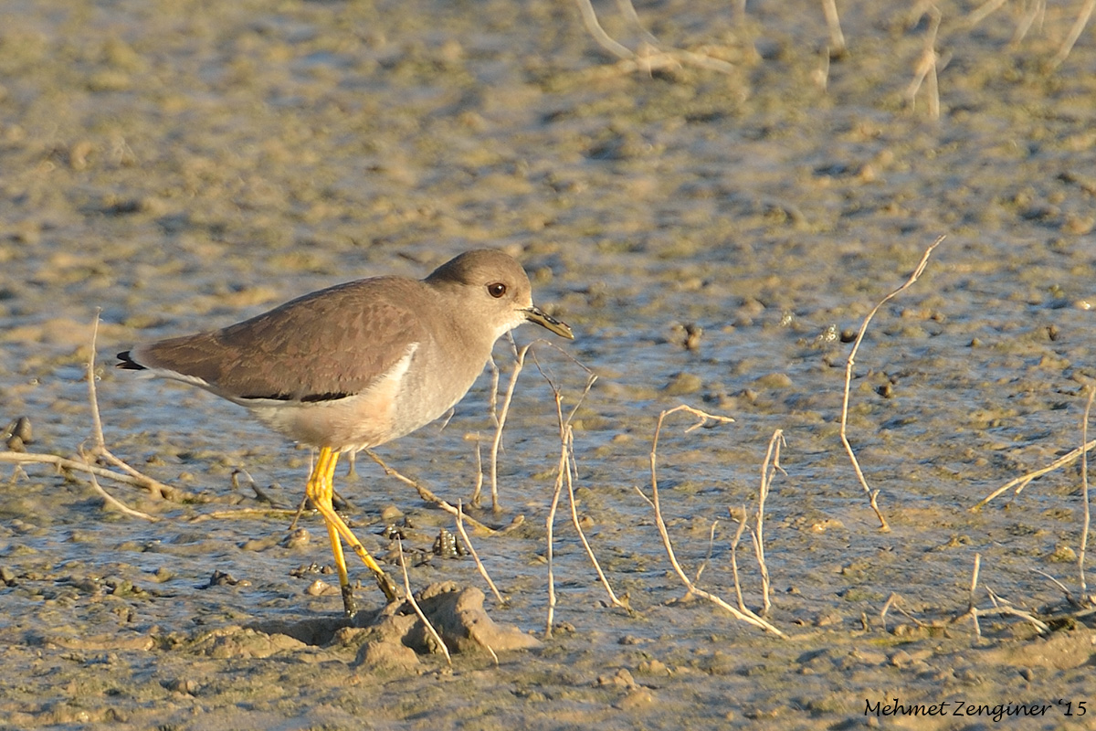 White-tailed Lapwing