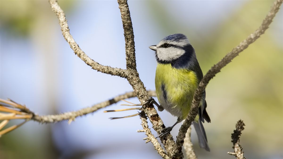 Eurasian Blue Tit