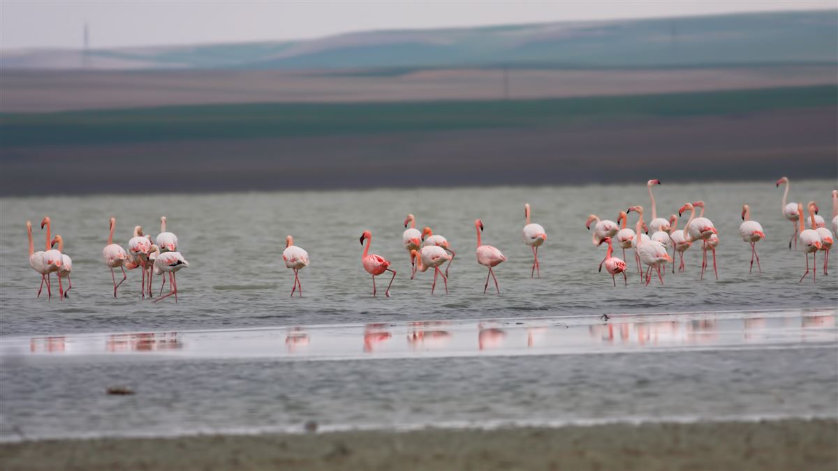 Küçük flamingo