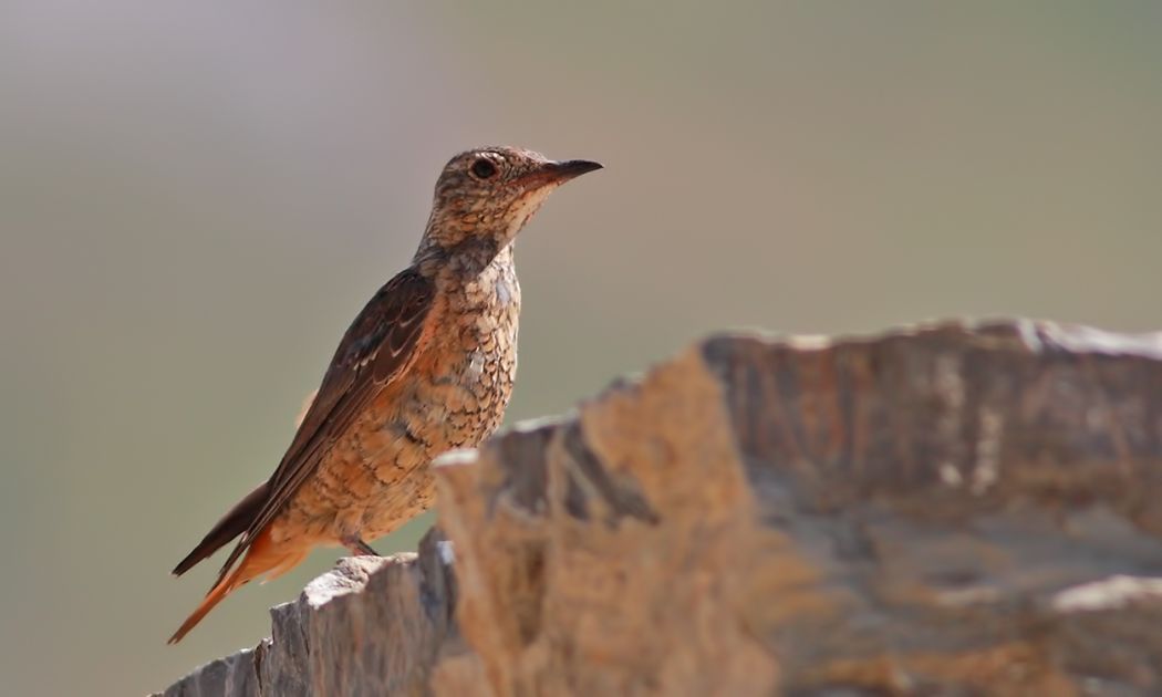 Common Rock Thrush