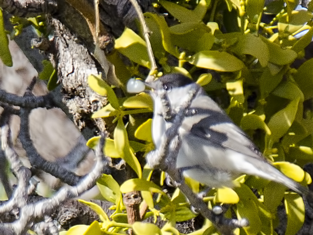 Eurasian Blackcap