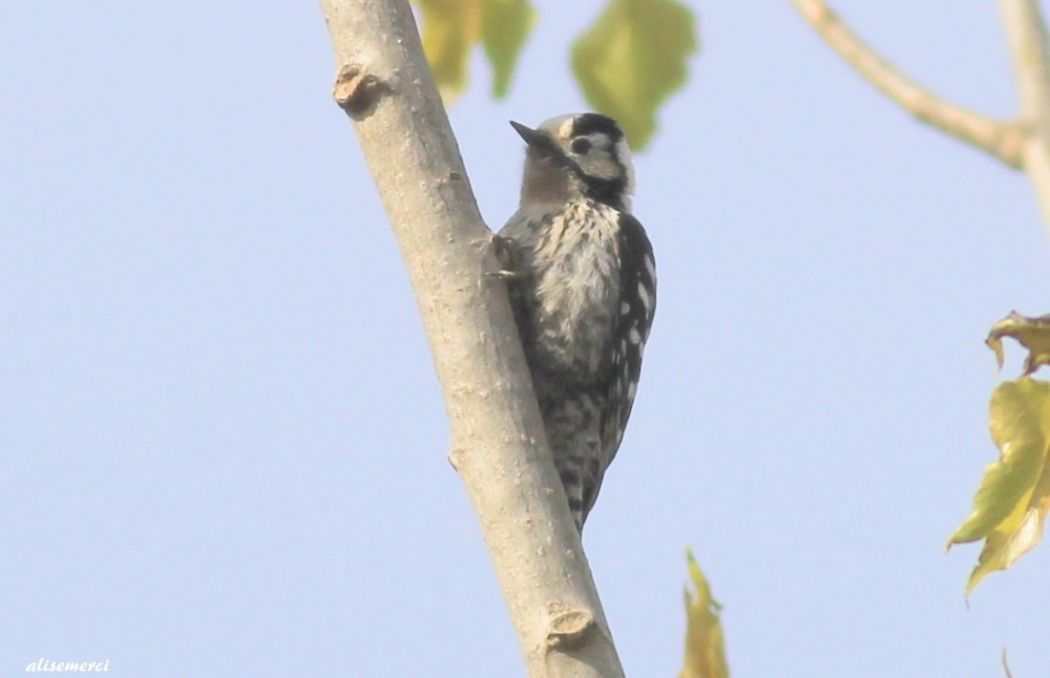 Lesser Spotted Woodpecker