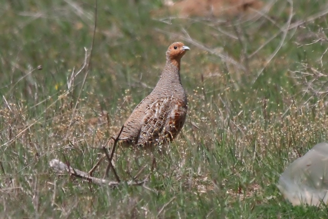 Grey Partridge