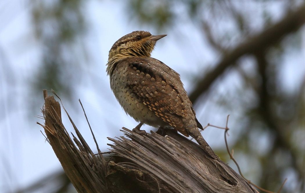 Eurasian Wryneck