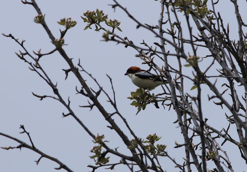 Woodchat Shrike