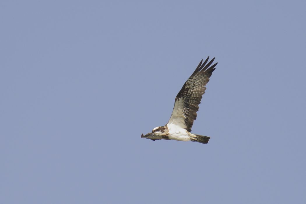 Osprey