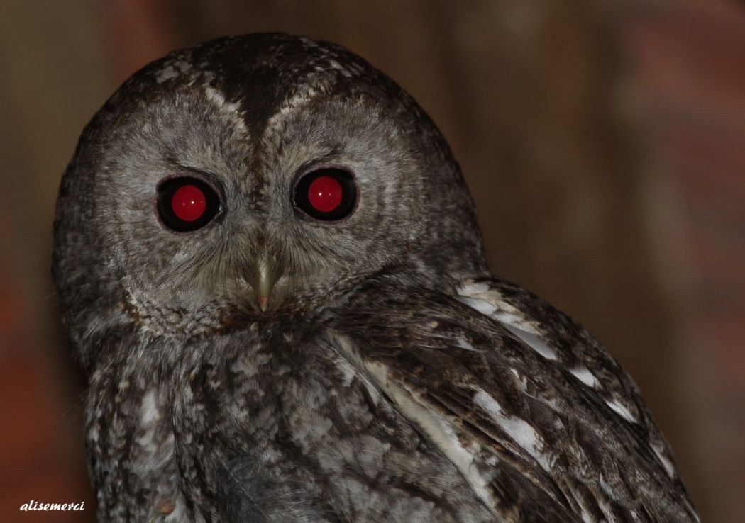 Tawny Owl