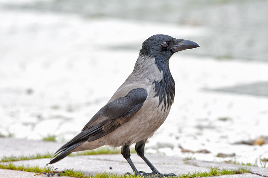Hooded Crow