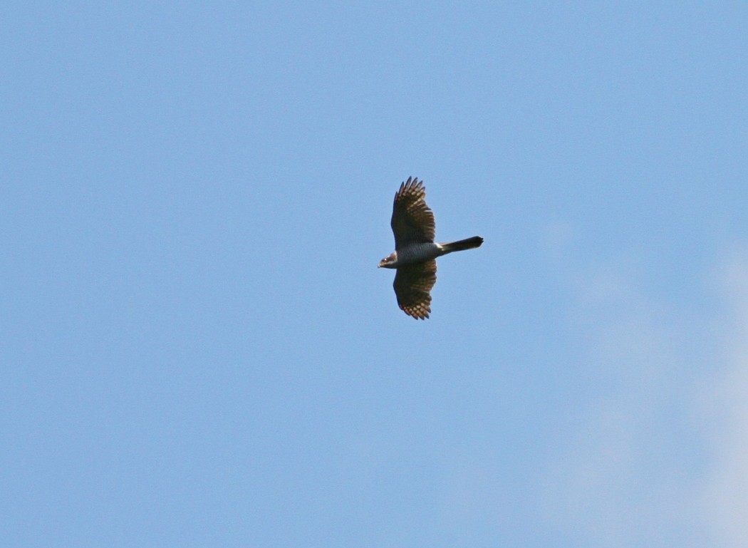 Eurasian Goshawk