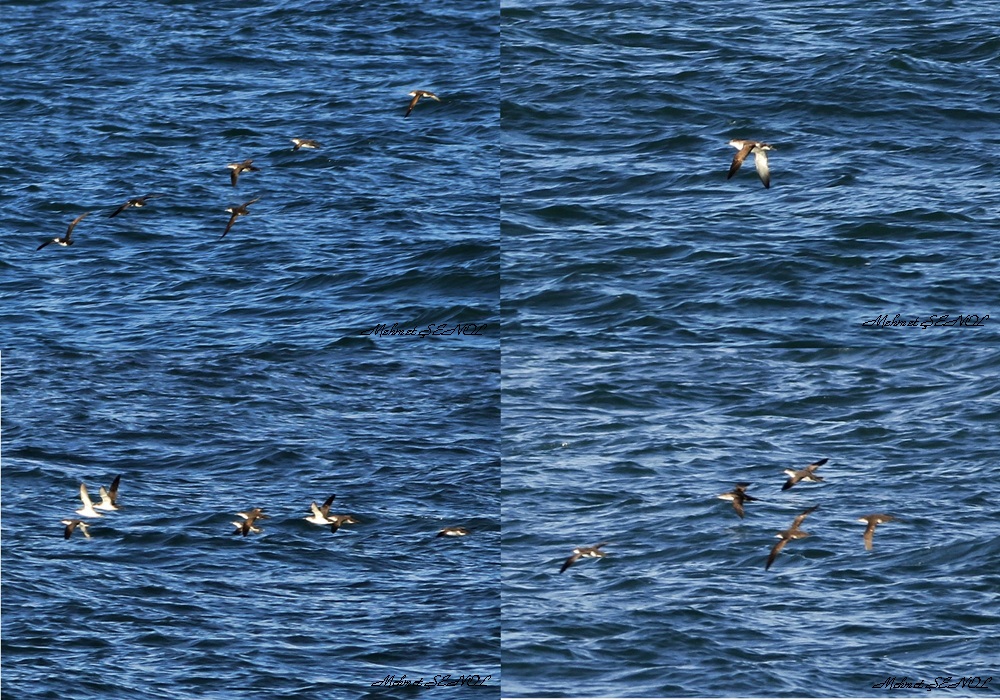 Yelkouan Shearwater