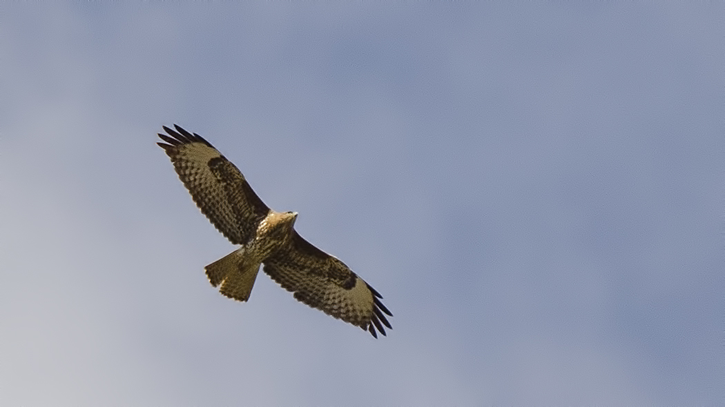 Common Buzzard