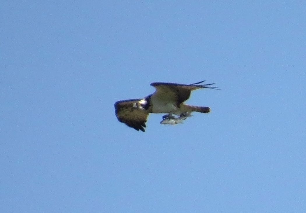 Osprey