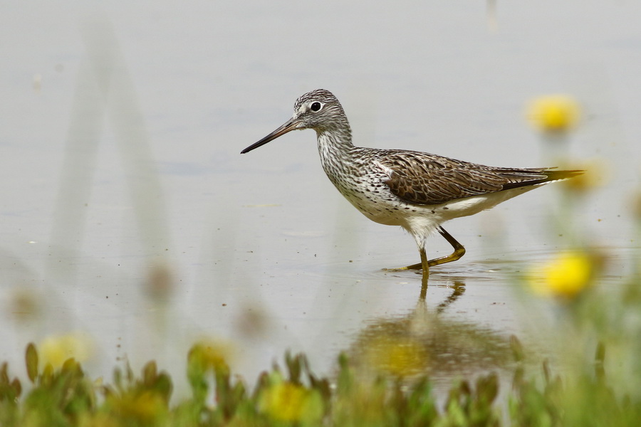 Common Greenshank
