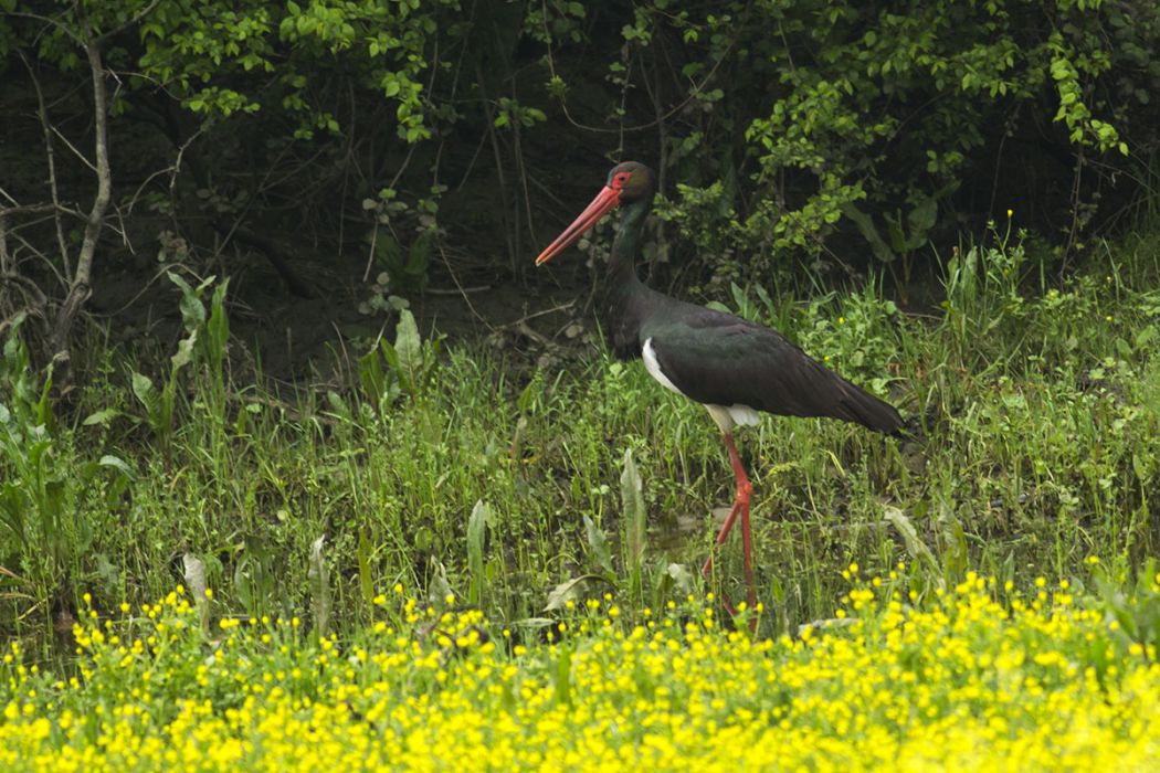 Black Stork