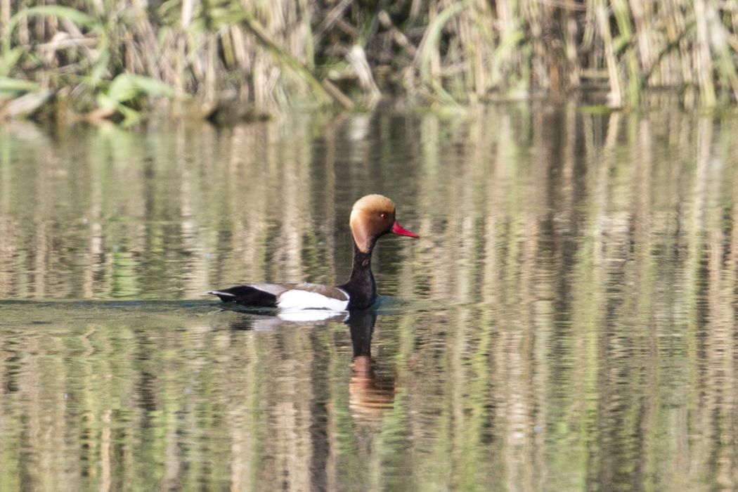Red-crested Pochard