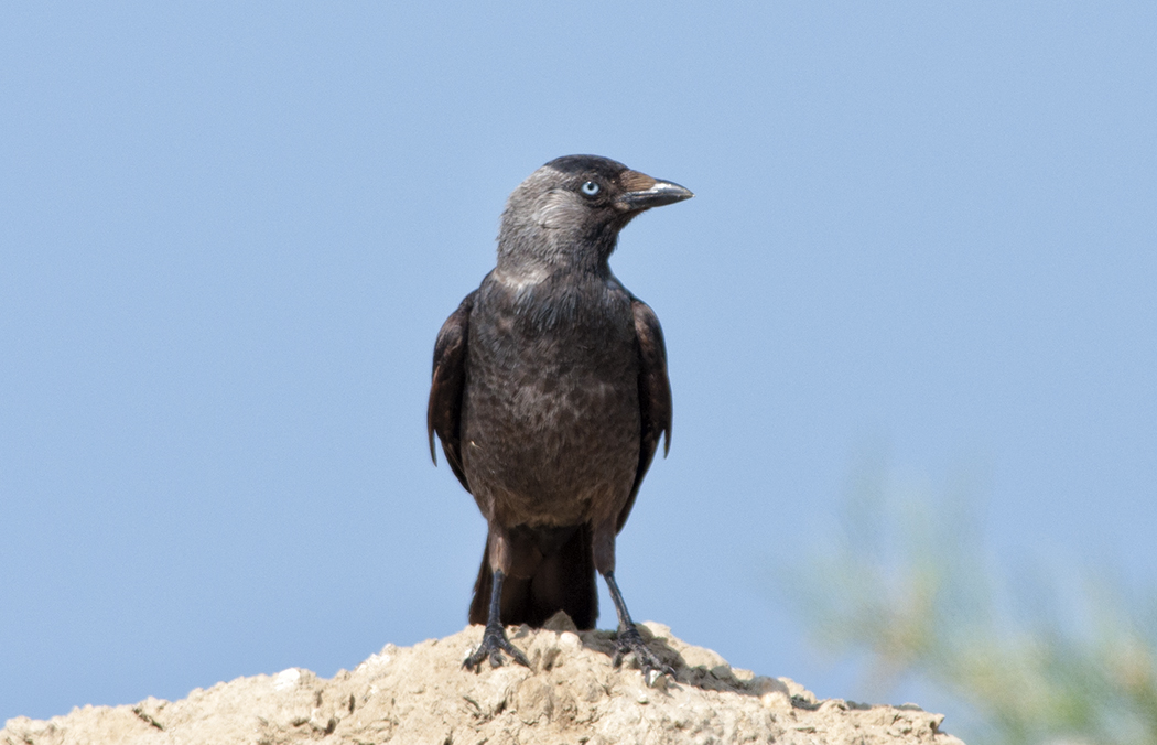 Western Jackdaw