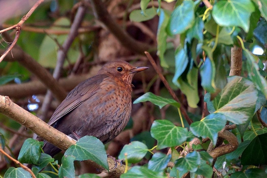 Common Blackbird