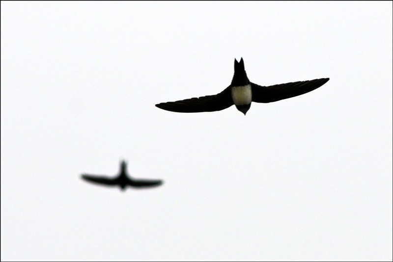 Alpine Swift