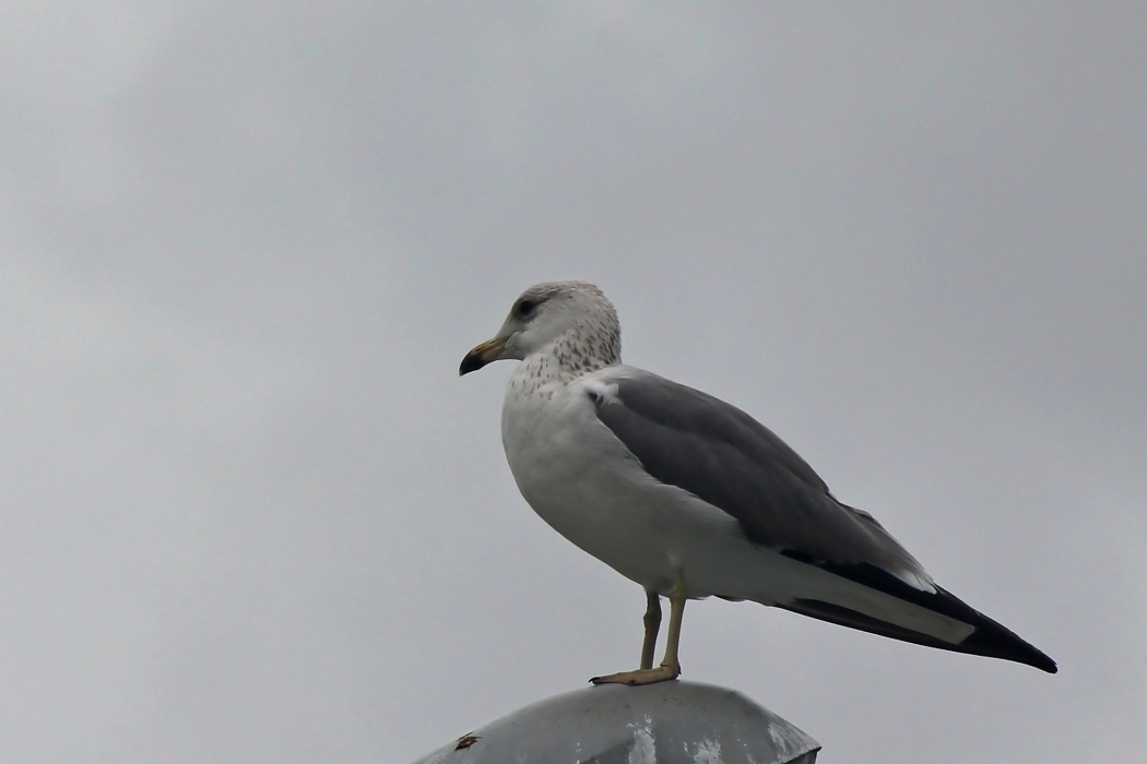 Common Gull