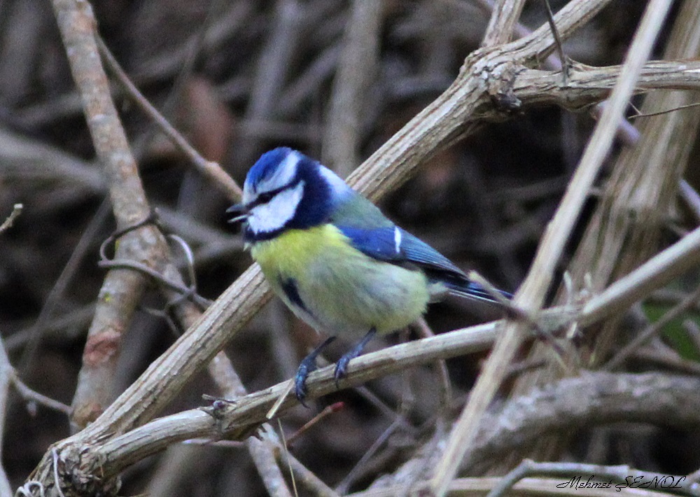 Eurasian Blue Tit