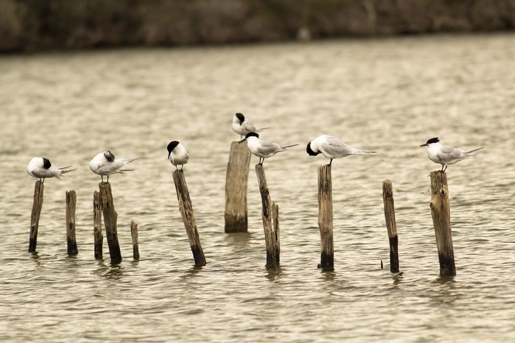 Sandwich Tern
