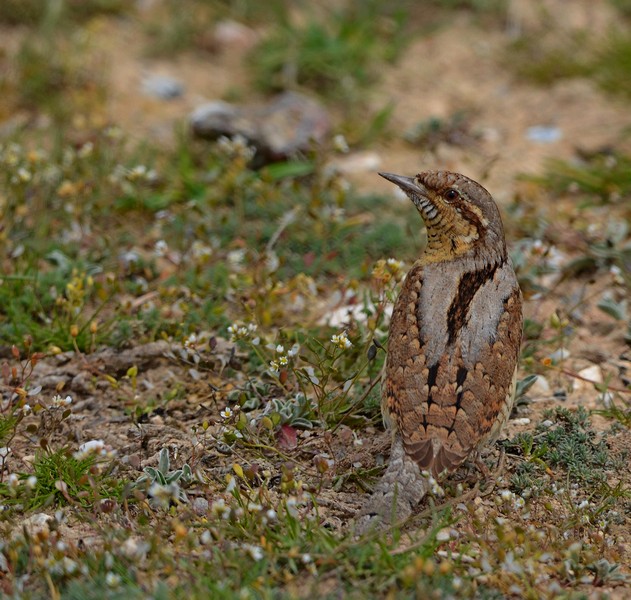 Eurasian Wryneck