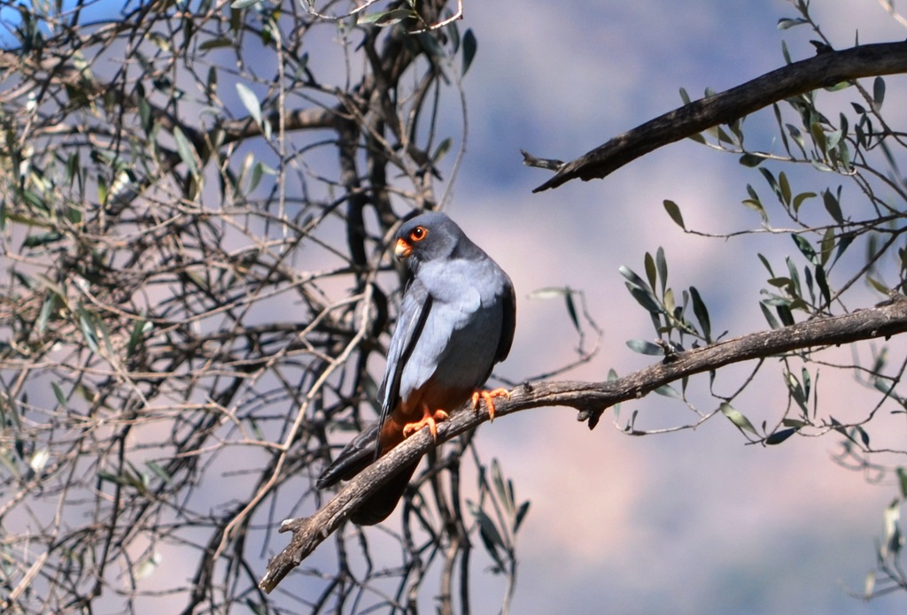 Red-footed Falcon