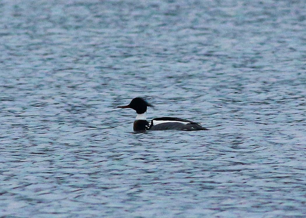 Red-breasted Merganser