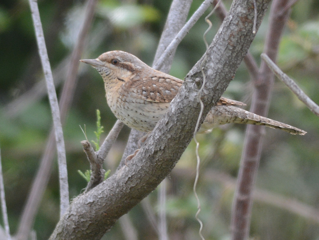 Eurasian Wryneck