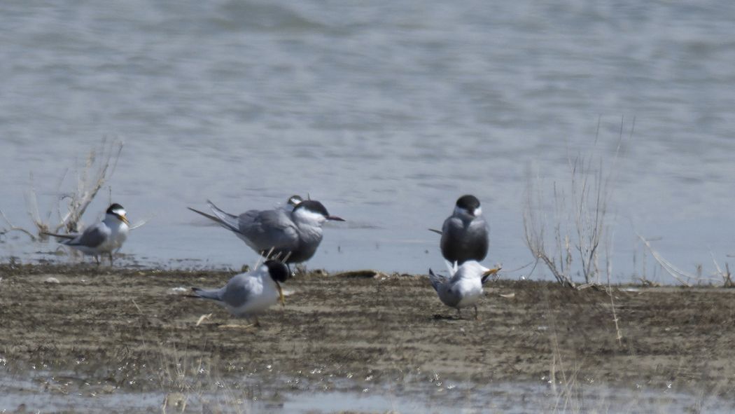 Whiskered Tern