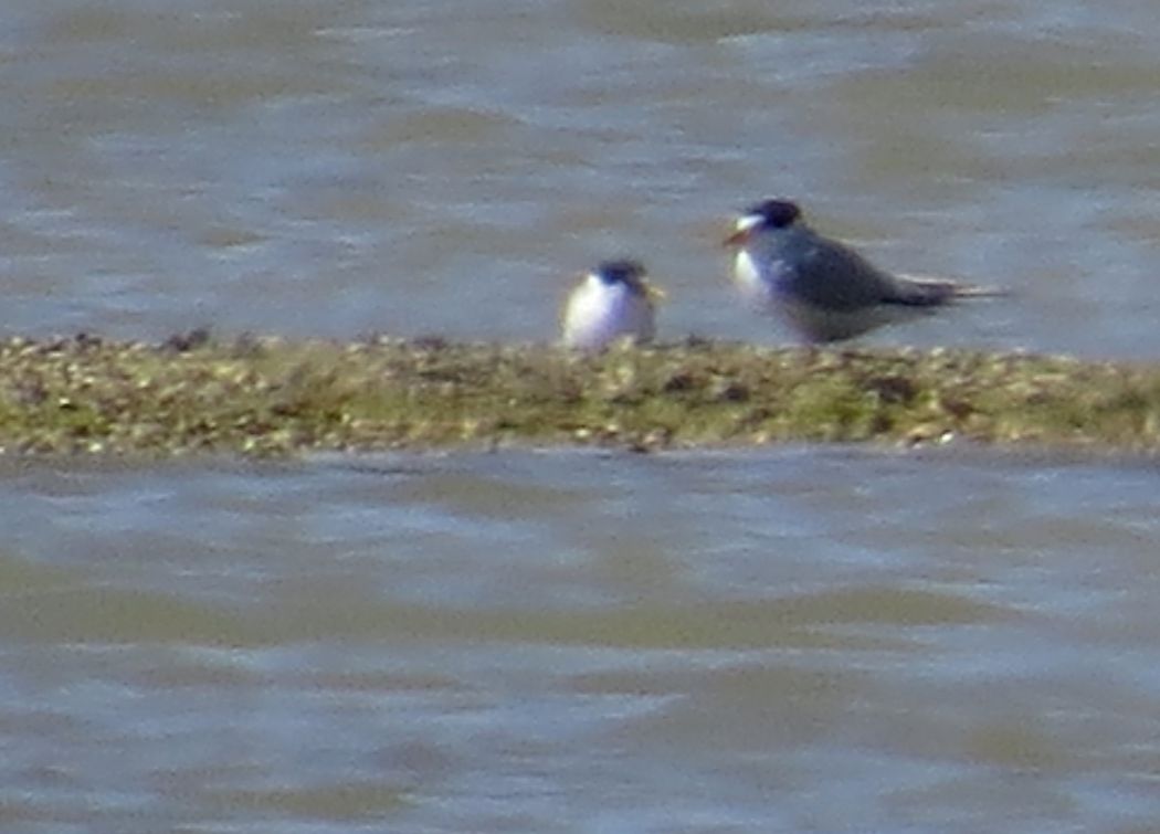 Little Tern