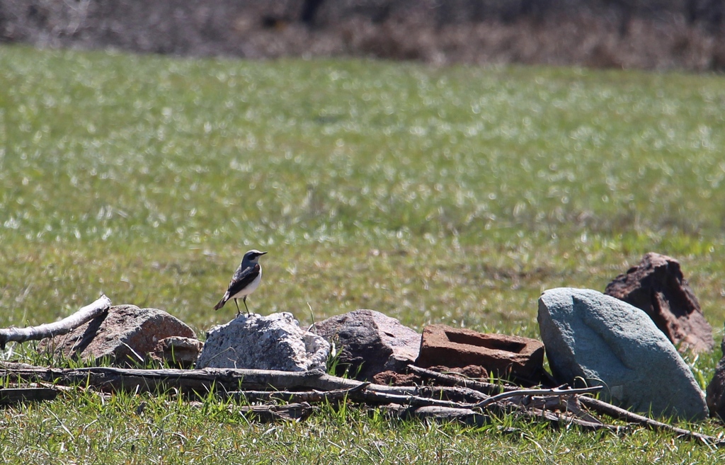 Northern Wheatear