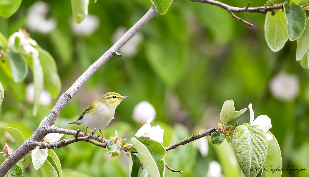 Wood Warbler