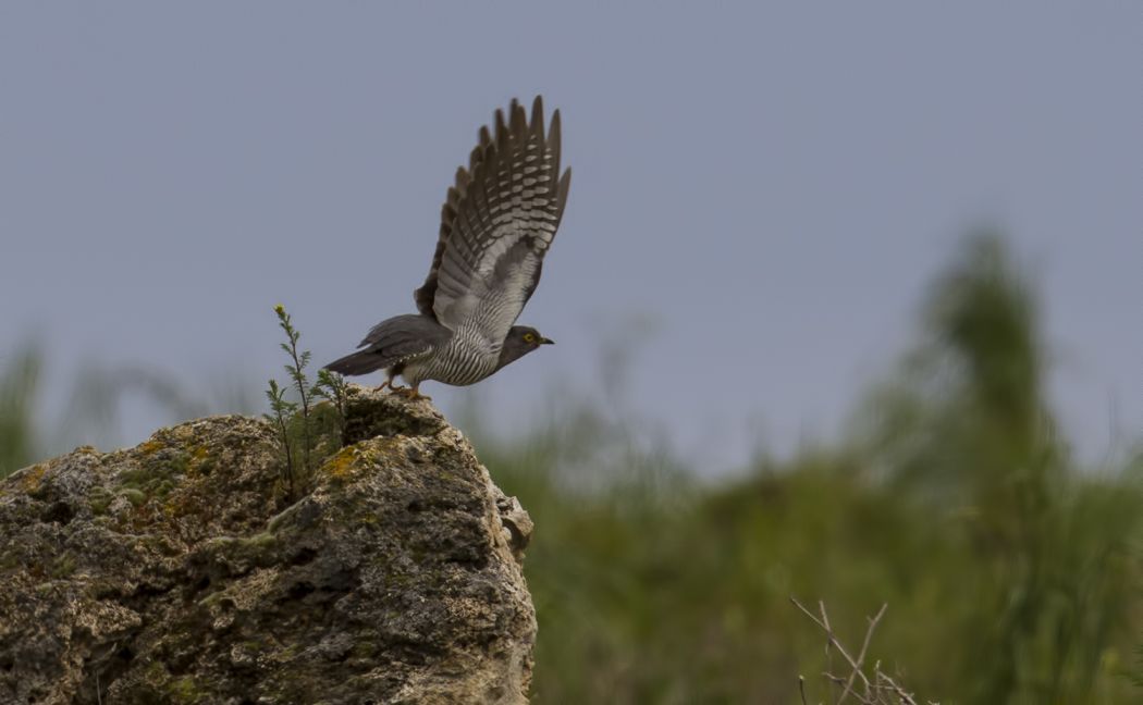 Common Cuckoo