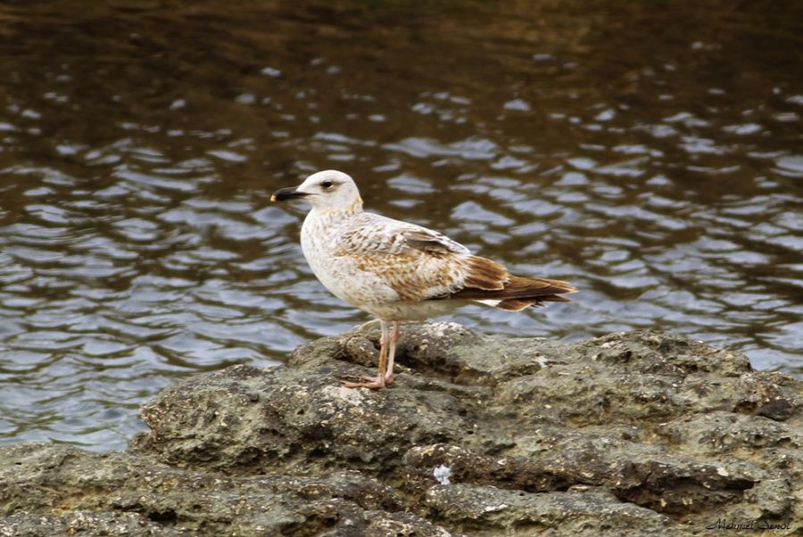 Common Gull