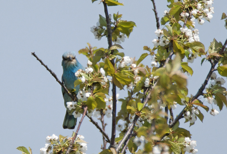 European Roller