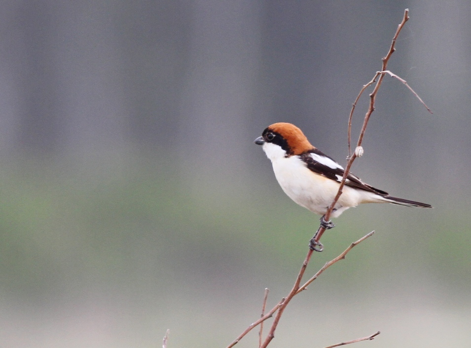Woodchat Shrike